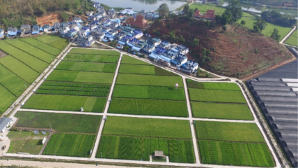 實(shí)踐勤耕讀 成長&ldquo;慧&rdquo;種稻--記云南大學(xué)多年生稻科技小院人才培養(yǎng)