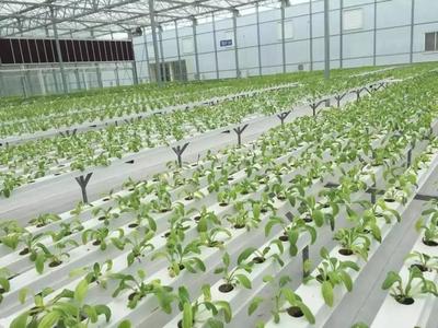 數(shù)字化推動(dòng)品牌農(nóng)業(yè)發(fā)展;中國(guó)農(nóng)產(chǎn)品出口將遭遇4大難題