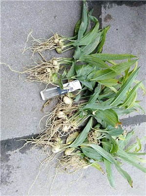 安順市種植公司基地 鼎森農業