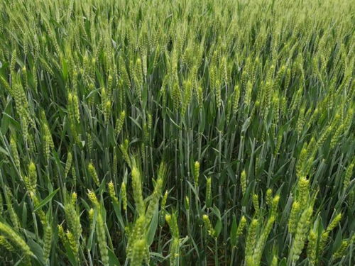 科技驅動農業(yè)耕作,植醫(yī)堂加強智慧農業(yè)基層落地