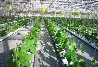 農業(yè)科技這樣助力鄉(xiāng)村振興