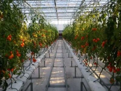 三農(nóng)日報|政策:新增高效育種重點實驗室;高光譜技術(shù):或?qū)⑵平廪r(nóng)產(chǎn)品采摘保鮮難題;知識!克隆農(nóng)場是個啥;極飛科技:發(fā)力直營服務(wù)體系