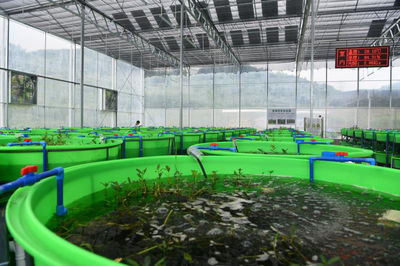 小龍蝦住進智能化工廠 大竹縣&ldquo;稻蝦共養(yǎng)&rdquo;畝均效益近萬元