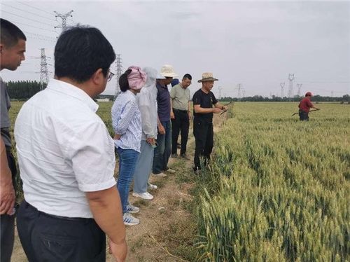 拓廣度 增厚度 挖深度,中國人壽財險助力三夏生產(chǎn) 護(hù)航糧食安全