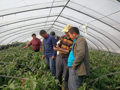 關(guān)注 綠色高地 科技導(dǎo)航 我區(qū)推動科技農(nóng)業(yè)發(fā)展邁進(jìn) 快車道