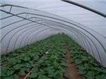 玻璃溫室當選京豐溫室大棚建設|承德溫室大棚-石家莊京豐農業科技提供玻璃溫室當選京豐溫室大棚建設|承德溫室大棚的相關介紹、產品、服務、圖片、價格養殖大棚、溫室大棚建設、大棚設計安裝、蔬菜大棚建設、智能溫室大棚建設、大棚骨架建設、