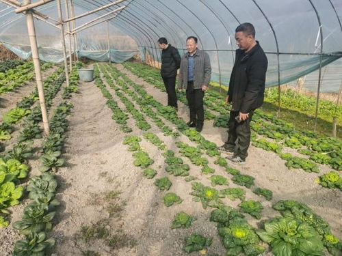 宣城旌德 綠意盎然繪就豐收畫卷