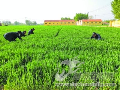 縣農(nóng)業(yè)農(nóng)村局 黨建耀三農(nóng)科技服務(wù)到地頭