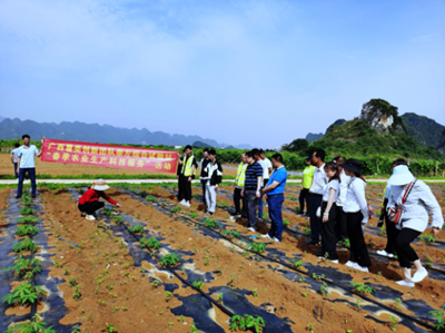 廣西薯類創(chuàng)新團隊崇左綜合試驗站開展&ldquo;春季農(nóng)業(yè)生產(chǎn)科技服務(wù)&rdquo;活動