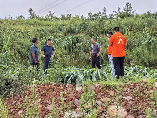 平安產(chǎn)險(xiǎn)重慶分公司 綠色通道 科技防災(zāi) 護(hù)航農(nóng)戶(hù)災(zāi)后恢復(fù)