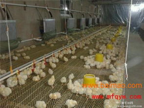 雞舍加溫鍋爐 高效農(nóng)業(yè)科技服務(wù)的關(guān)鍵設(shè)備