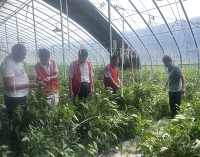 河南省果蔬產(chǎn)業(yè)科技特派員服務(wù)團(tuán)深入睢縣開展科技服務(wù)，助力農(nóng)業(yè)提質(zhì)增效